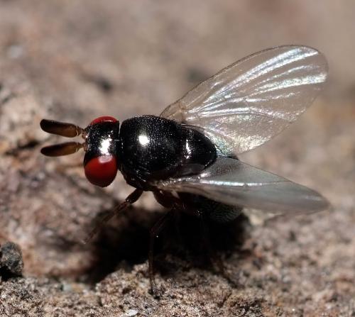 Réf. 264 664 : Cryptochetum buccatum